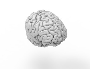 3D rendering of a human brain isolated in studio background