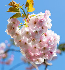 Cherry blossom, Penzance, Cornwall, England, UK.