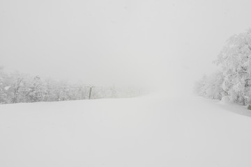 Tree covered with snow  on winter storm day in  forest mountains .