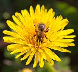 Bee on a Dandelion flower, Cornwall, England, UK.