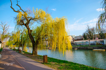 Willow near the river