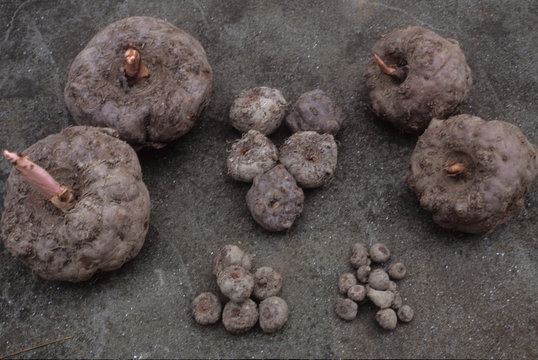 日本の伝統食品、コンニャク、コンニャクイモ