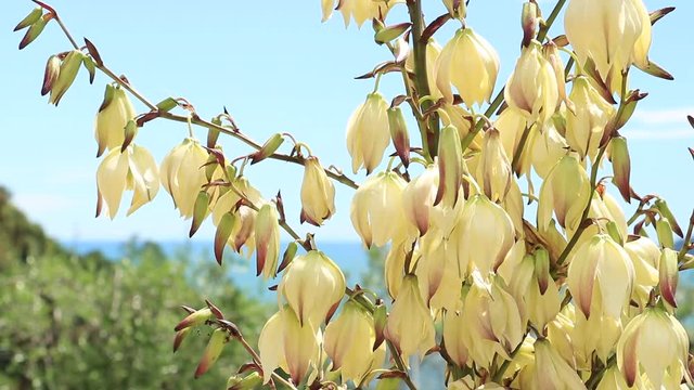 yucca glorious flower in an Italian Mediterranean garden. In the background the blue sky of Liguria and olive leaves moving in the wind. Also called Spanish bayonet