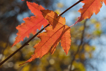 red autumn maple leaves on tree