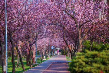 Naklejka premium Amazing springtime
