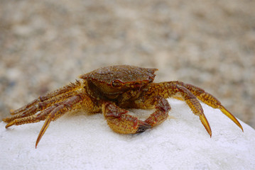 close-up of live crab sits on white stone