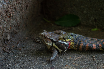ヒキガエルとヤマカガシ