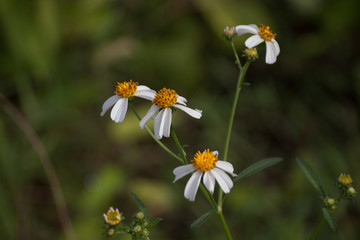 Plains Blackfoot  flower images