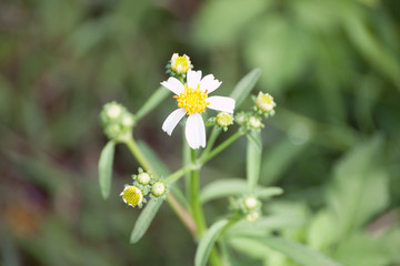 Plains Blackfoot  flower images