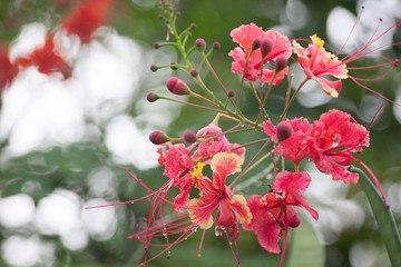 Barbados Pride flowers