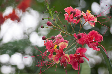 Barbados Pride flowers