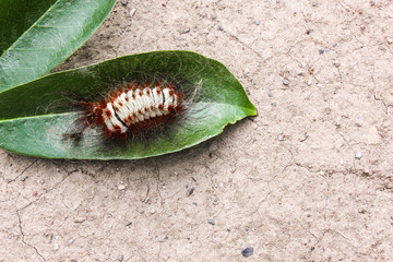 hairy worm of fruit plants, yellow with long red hairs with black tips.