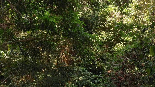 Smooth panning shot of trees in the middle of a lush green forest