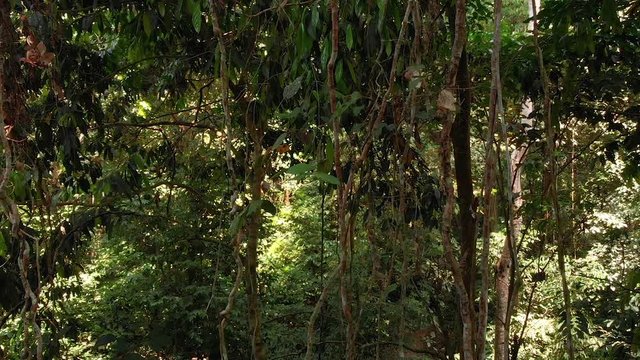 Panning shot of vines and tropical trees inside of a jungle