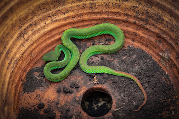 Green Pit Viper snake ( Trimeresurus albolabris) hide oneself in abandoned flower pot, It's...