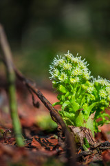 Plants  on the springtime