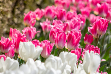 A background of white and pink tulips in a garden