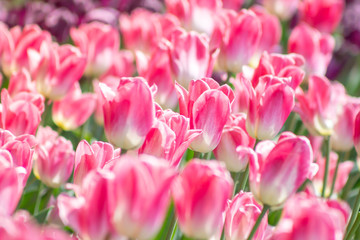 Obraz premium A background of white and pink tulips in a garden