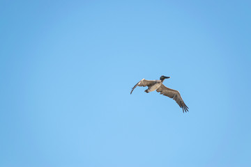 Pelican flying over the ocean with blue skies. Negative space