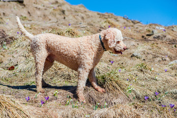 Cute dog on the mountain
