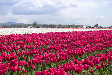 A field of tulips with a variety of color patterns