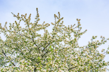 Branch of beautiful white flower .