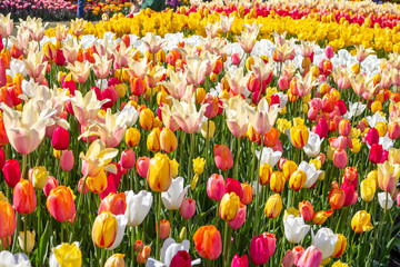 Several varieties of pastel colored tulips in a garden