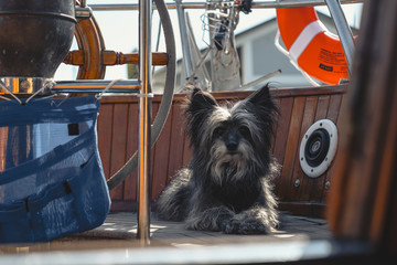 Adorable Small Dog sitting on the Deck of a Sailboat in the Morning