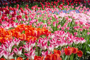 Several varieties of tulips grow in a garden