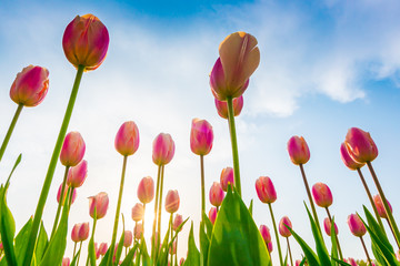Beautiful bouquet of tulips in spring season .