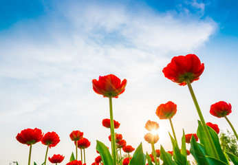 Fototapeta premium Piękny bukiet tulipanów w okresie wiosennym.