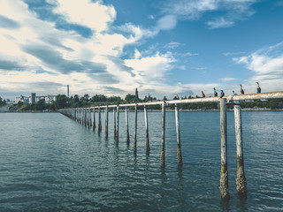 Wooden Dockside Pipeline with Birds Standing on it During the day