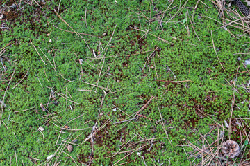 green grass with dew