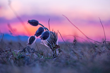 Landscape on the springtime
