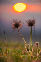 Fototapeta na wymiar Wild flowers at the sunset