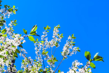 Looking Up the Cherry Tree Branches with Blossoms against the Blue Sky on a Sunny Spring Day. Change of Seasons Concept.