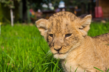 Fototapeta na wymiar Little lion cub walks in the wild.