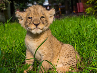 Obraz na płótnie Canvas Little lion cub walks in the wild.