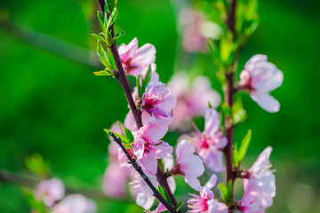 Beautiful flowers in the garden