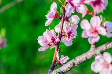 Beautiful flowers in the garden