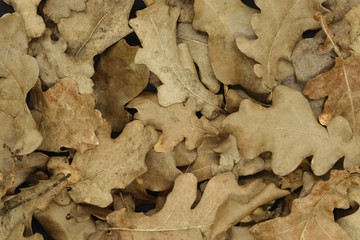 Dry oak tree leaf background