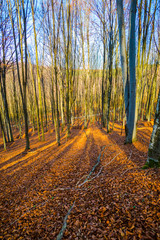 Autumn landscape in the forest