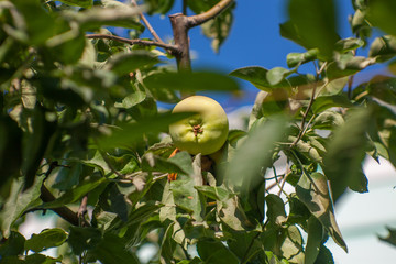 Yellow apples on orchard farm