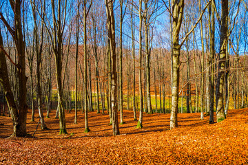 Autumn landscape in the forest