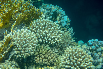 Naklejka na ściany i meble sea fish near coral, underwater