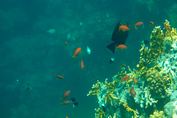 sea fish near coral, underwater
