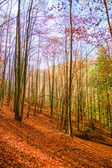 Autumn landscape in the forest