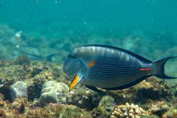 sea fish near coral, underwater