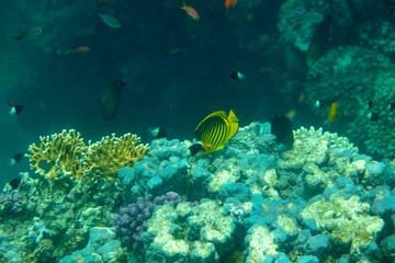 sea fish near coral, underwater