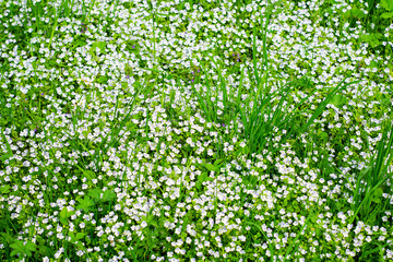 A background image full of white flowers